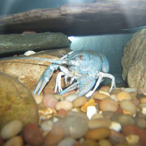 Narrow-clawed Crayfish