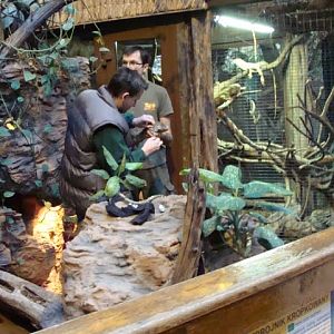 Worming Iguana iguana