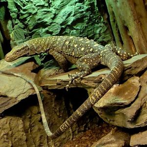 Varanus salvadorii
