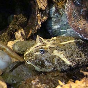 Chacophrys pierottii