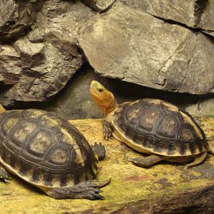 Cuora flavomarginata