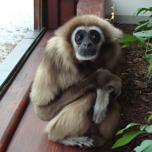 Hylobates lar