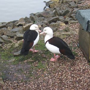 Red-backed Radjah Shelduck