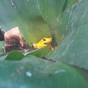 Golden Dart Frog