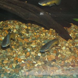 Killiefish (Pachypunchax sakaramyi)