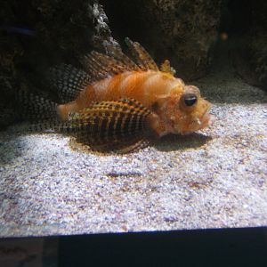 Shortfin Lionfish