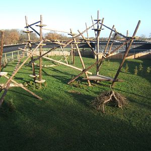 View of Amur Leopard enclosure