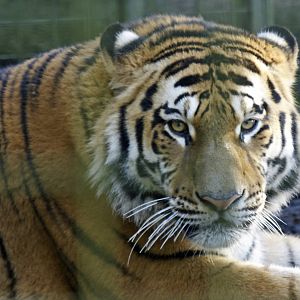 New male tiger (taken by my partner)