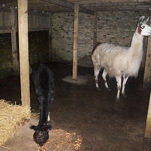 Sewerby Zoo, the African Farm (!) in use 15th December 2012