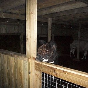 Sewerby Zoo, Madge - looking for Shane? 15th December 2012