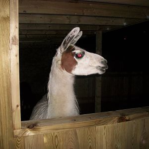 Sewerby Zoo, Caramel 15th December 2012