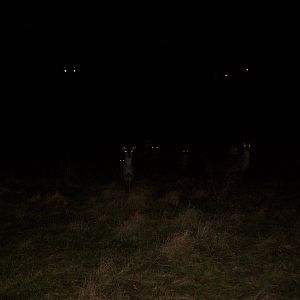 Sewerby Hall and Gardens, Formosan Sika Deer in the clifftop paddock 15th D