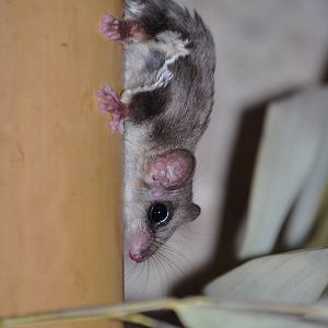 Feathertail glider (Acrobates pygmaeus)