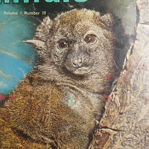 Greater Bamboo Lemur (Prolemur simus) at Chester Zoo - 1962