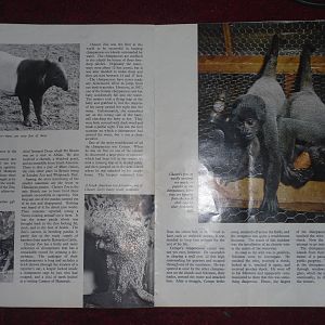 Animals  - Volume 1 Issue 17 (14 May 1963) - Chester Zoo article pages 2 an