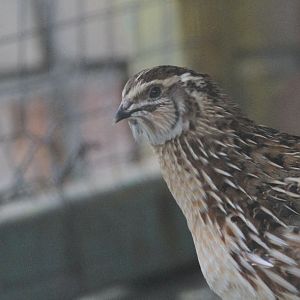 Coturnix coturnix