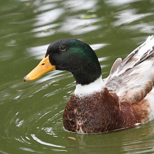 anas platyrhynchos(mallard)