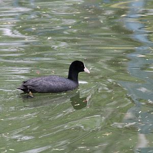 Coot