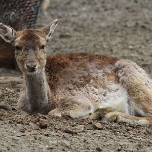 common fallow deer