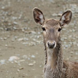 persian fallow deer