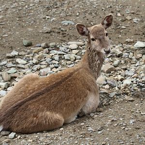 persian fallow deer