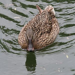 anas platyrhynchos(mallard)