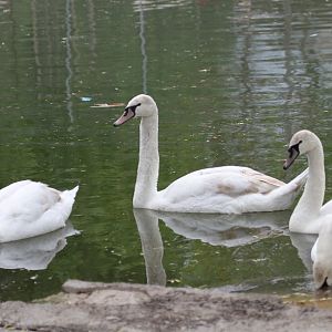 mute swan2