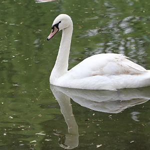 mute swan1