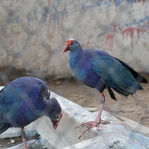 Purple Swamphen