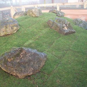 Sewerby Zoo, Cavy Country - the turf has been laid! 16th December 2012