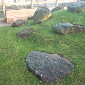 Sewerby Zoo, Cavy Country - the turf has been laid! 16th December 2012