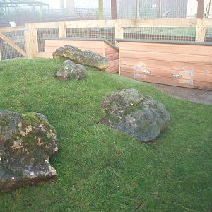 Sewerby Zoo, Cavy Country - the turf has been laid! 16th December 2012
