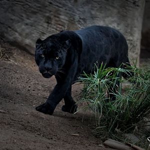 jaguar on the prowl