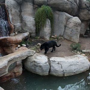 jaguar exhibit - left half