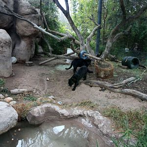 jaguar exhibit - right half