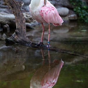 spoonbill reflected