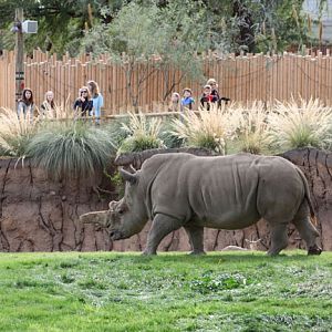 people watching rhino and gazelle