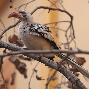 Tanzanian Red-billed Hornbill (Tockus ruahae)