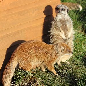 Slender-tailed meerkat and Yellow mongoose