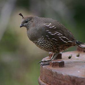 female Californian quail (Callipepla californica)