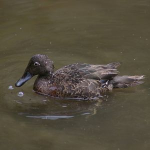 brown teal (Anas chlorotis)