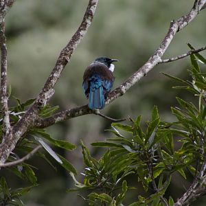tui (Prosthemadera novaeseelandiae)