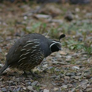 Californian quail (Callipepla californica)