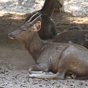 Sambar Deer