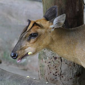 Common Muntjac?