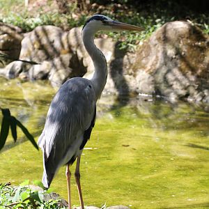 Grey Heron