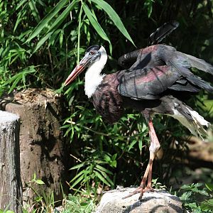 White-necked Stork