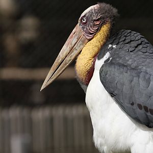 Greater Adjutant