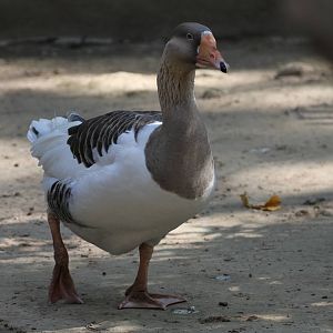 German Goose?