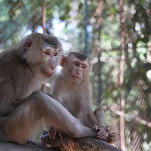 Macaques?